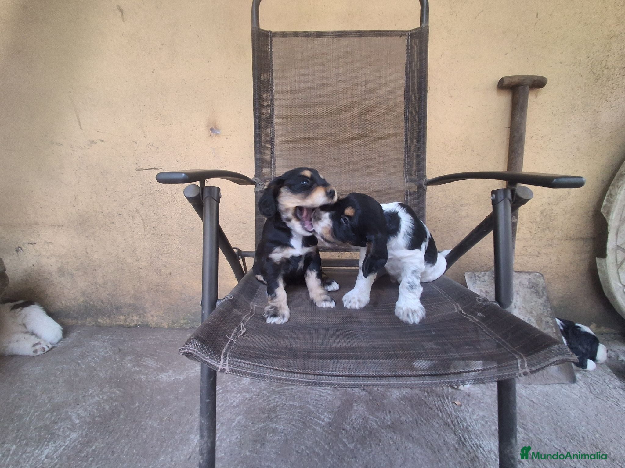 Cocker Spaniel Inglés perros Cachorros Cocker  - Anuncio 26
