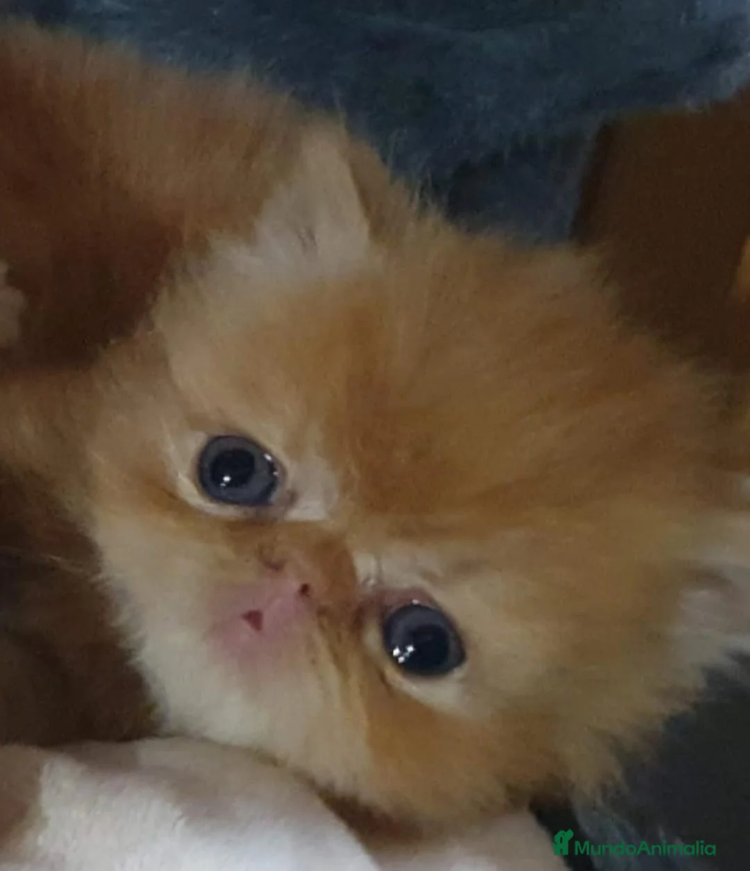 Persa gatos en venta: 💝 GATITOS PERSAS E HIMALAYOS ✨ - Anuncio 2