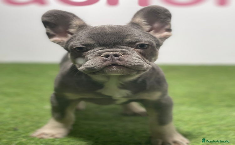 Bulldog Francés perros - Propaganda 2