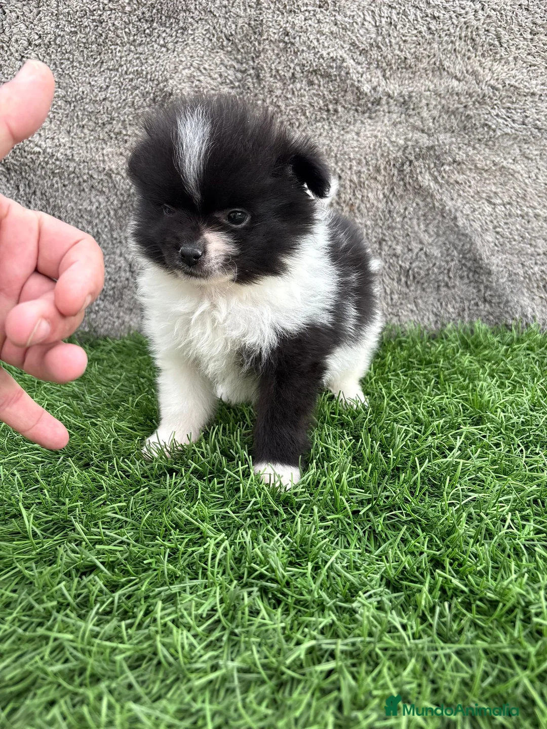 Pomerania perros en venta: Macho toy lulu de Pomerania Party negro blanco  - Anuncio 7