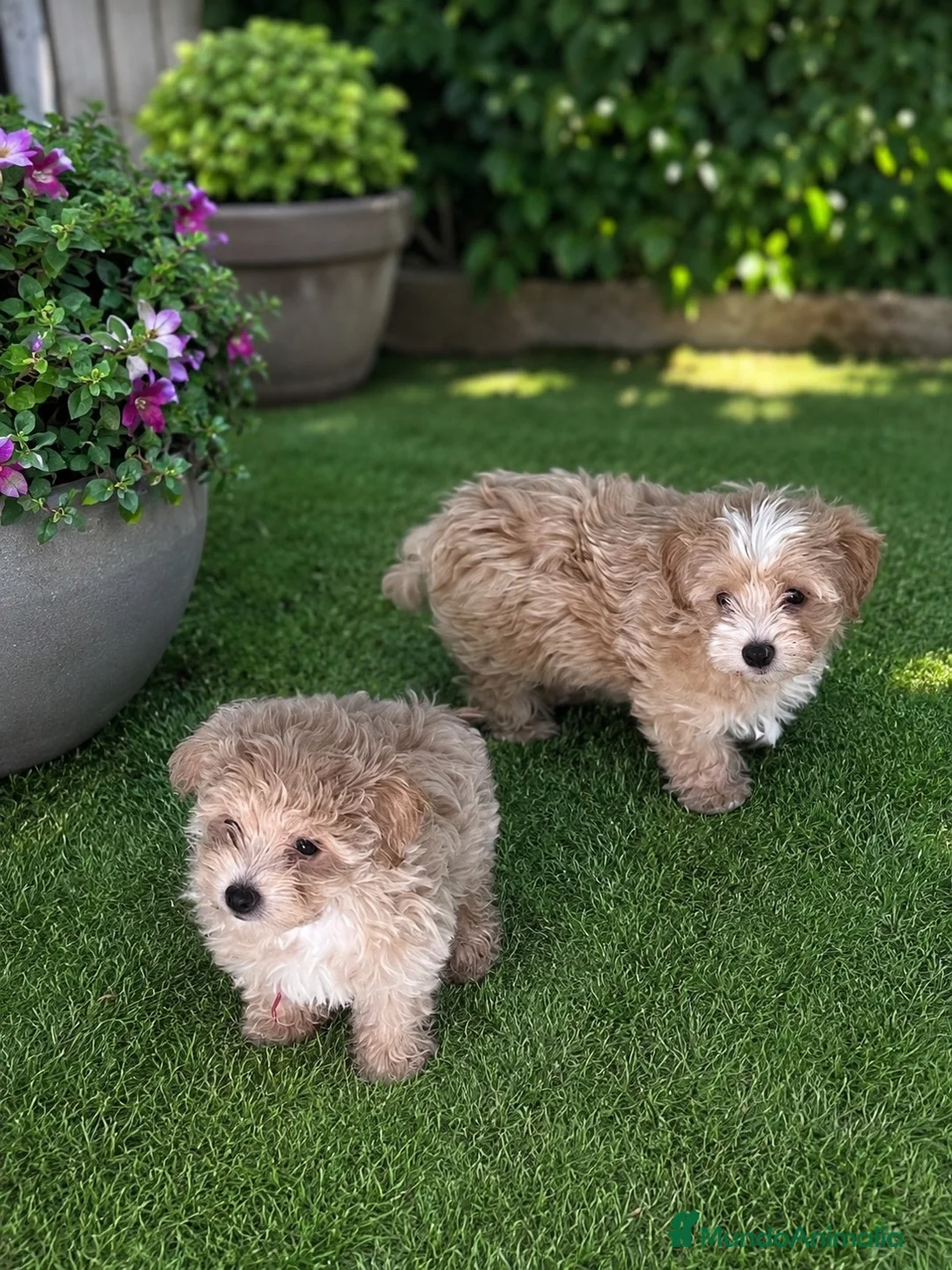 Maltipoo perros en venta: PRECIOSAS HEMBRAS DE MALTIPOO - Anuncio 3