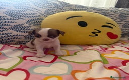 Chihuahua perros en venta: Chihuahua toy colores exóticos pelo largo y corto  - Imagen 2