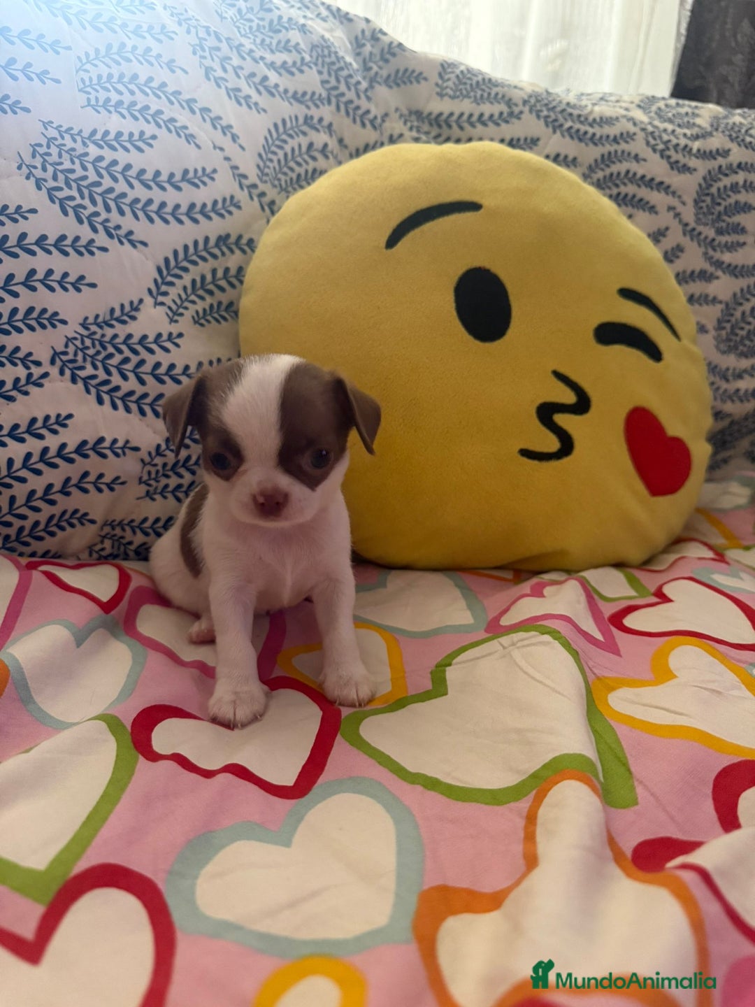 Chihuahua perros en venta: Chihuahua toy colores exóticos pelo largo y corto  - Imagen 2