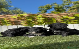 Caniche Toy perros en venta: CANICHE TOY - Imagen 2