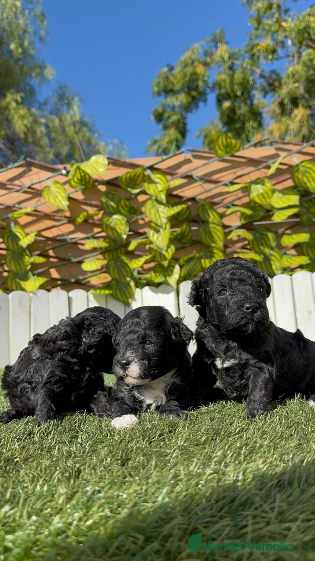 Caniche Toy perros en venta: CANICHE TOY - Imagen 2