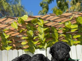 Caniche Toy perros - Anuncio 5