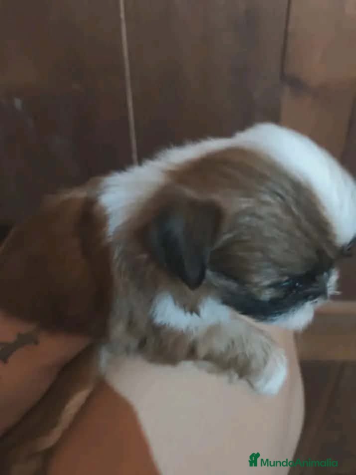 Shih Tzu perros Shih tzu hembra  - Anuncio 1