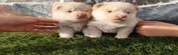 Pomsky perros en venta: Pomsky de pelo corto  - Anuncio 3