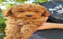 Caniche Toy perros en venta: Camada Caniche Toy, criados en ambiente familiar - Imagen 3