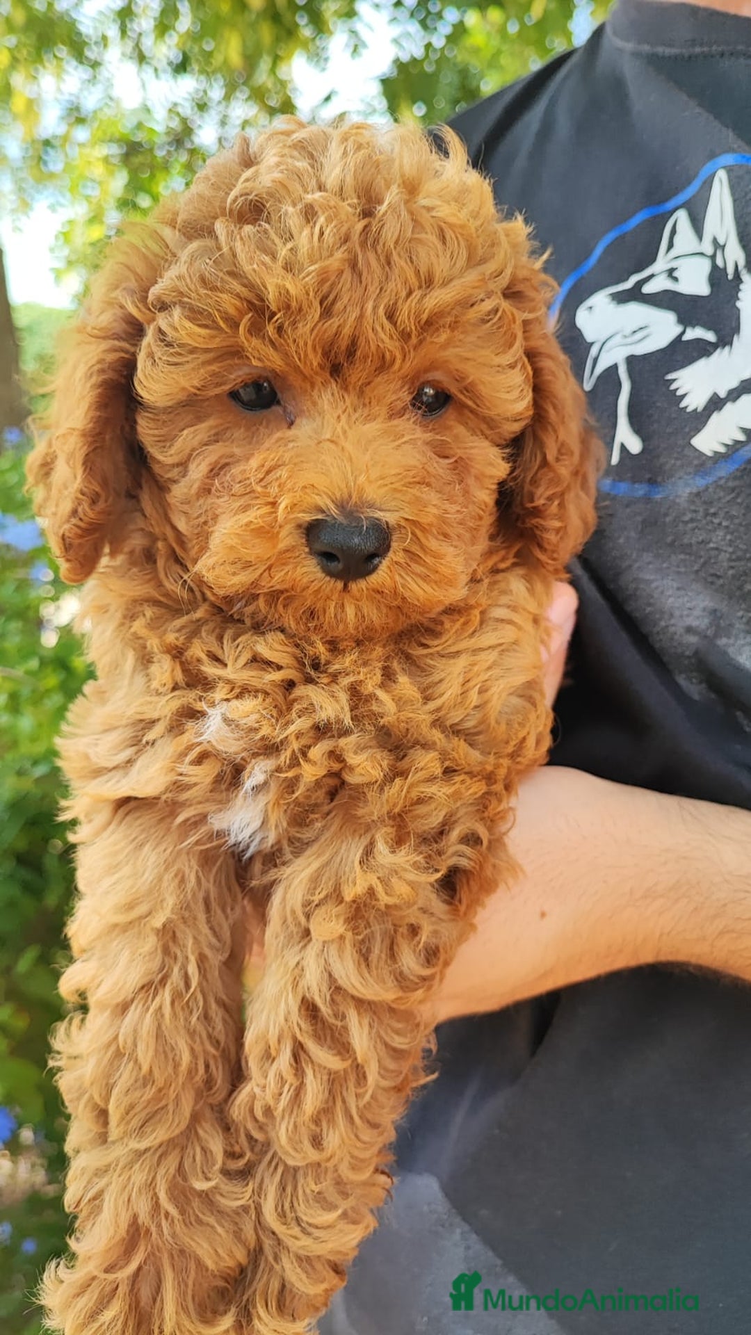 Caniche Toy perros en venta: Camada Caniche Toy, criados en ambiente familiar - Imagen 3