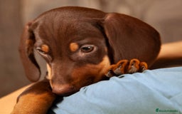 Teckel Miniatura perros en venta: TECKEL CADIZ  - Imagen 1