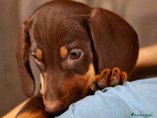 Teckel Miniatura perros TECKEL CADIZ - Anuncio 29