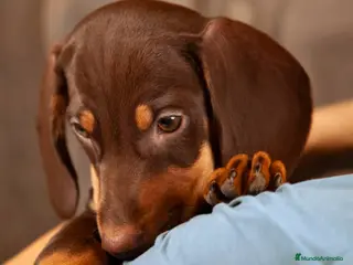 Teckel Miniatura perros TECKEL CADIZ - Anuncio 23