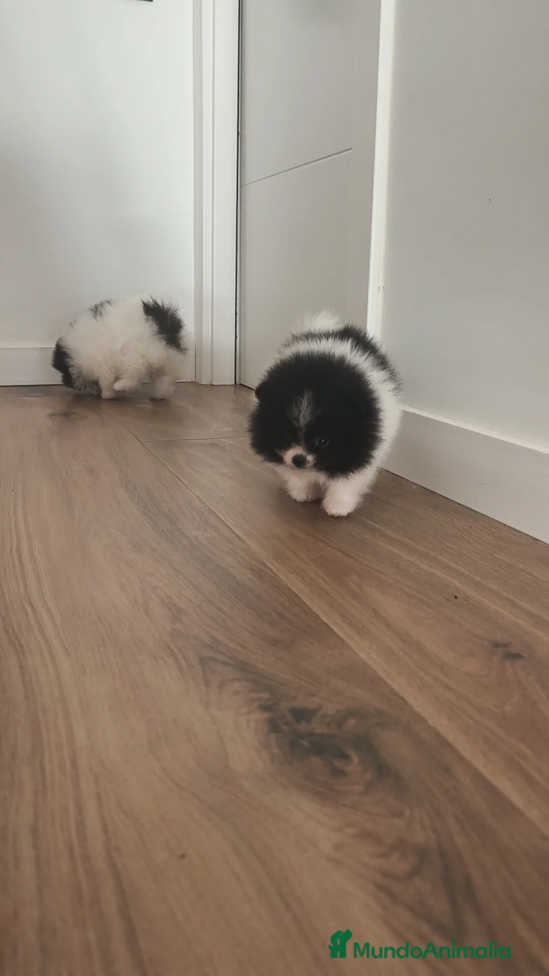 Pomerania perros en venta: Pomerania TOY Party ♀️♂️ - Anuncio 4