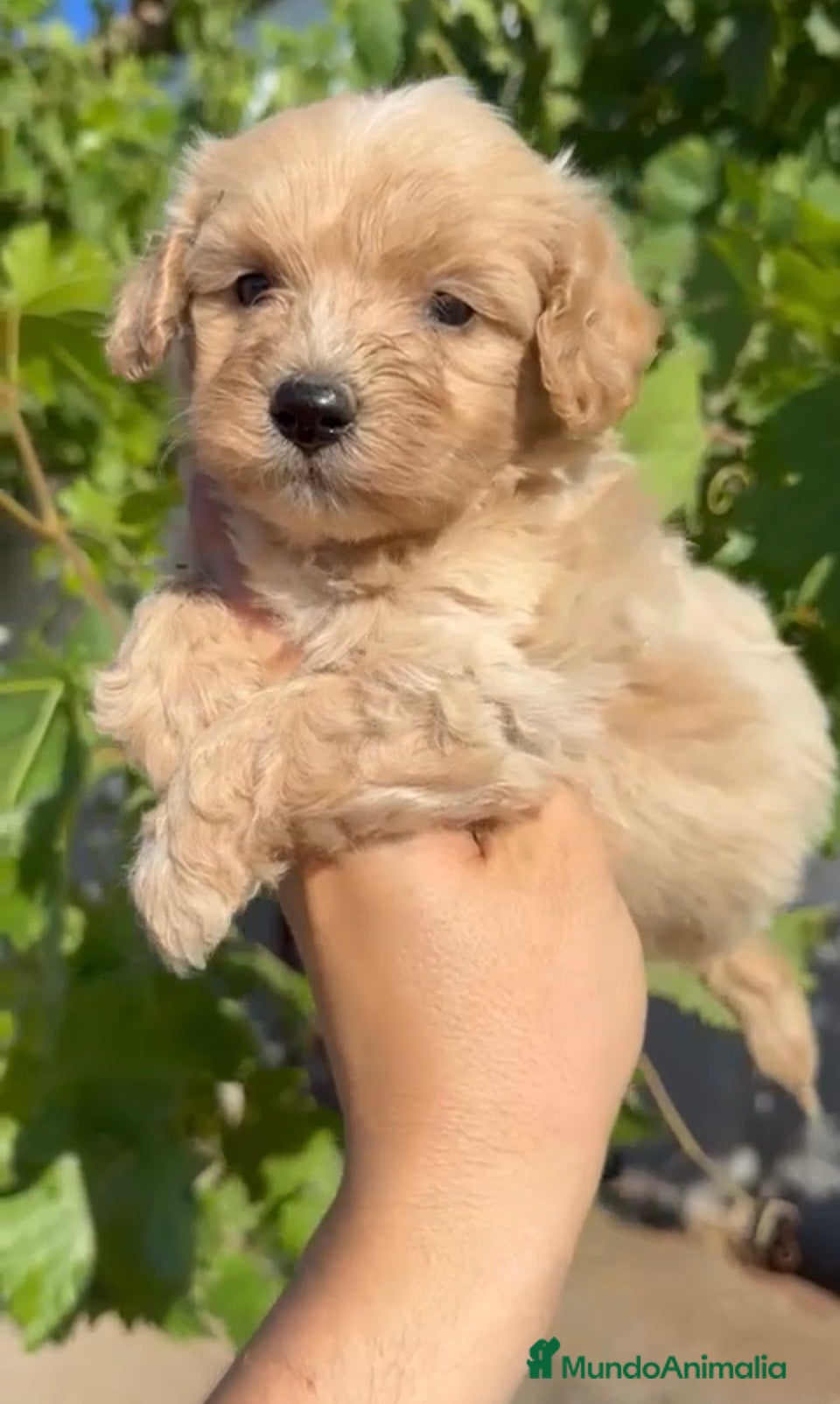 Maltipoo perros Maltipoo - Anuncio 1