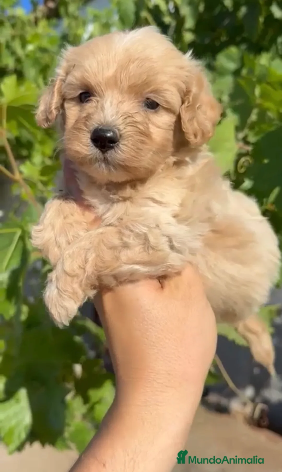 Maltipoo perros en venta: Maltipoo - Anuncio 1