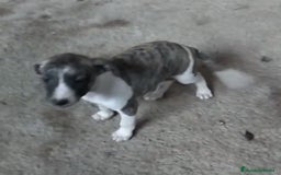 Whippet perros en venta: Whippet - Imagen 1
