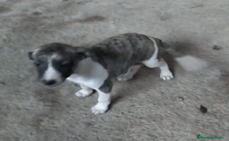Whippet perros - Anuncio 2