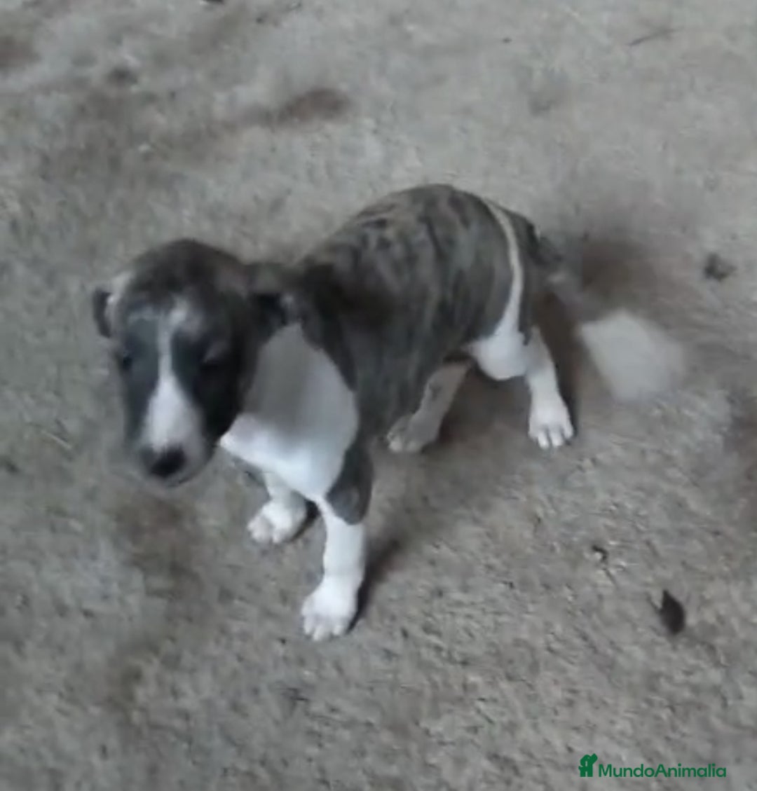 Whippet perros en venta: Whippet - Imagen 1