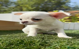 Chihuahua perros en venta: CHIHUAHUA MACHO - Imagen 13
