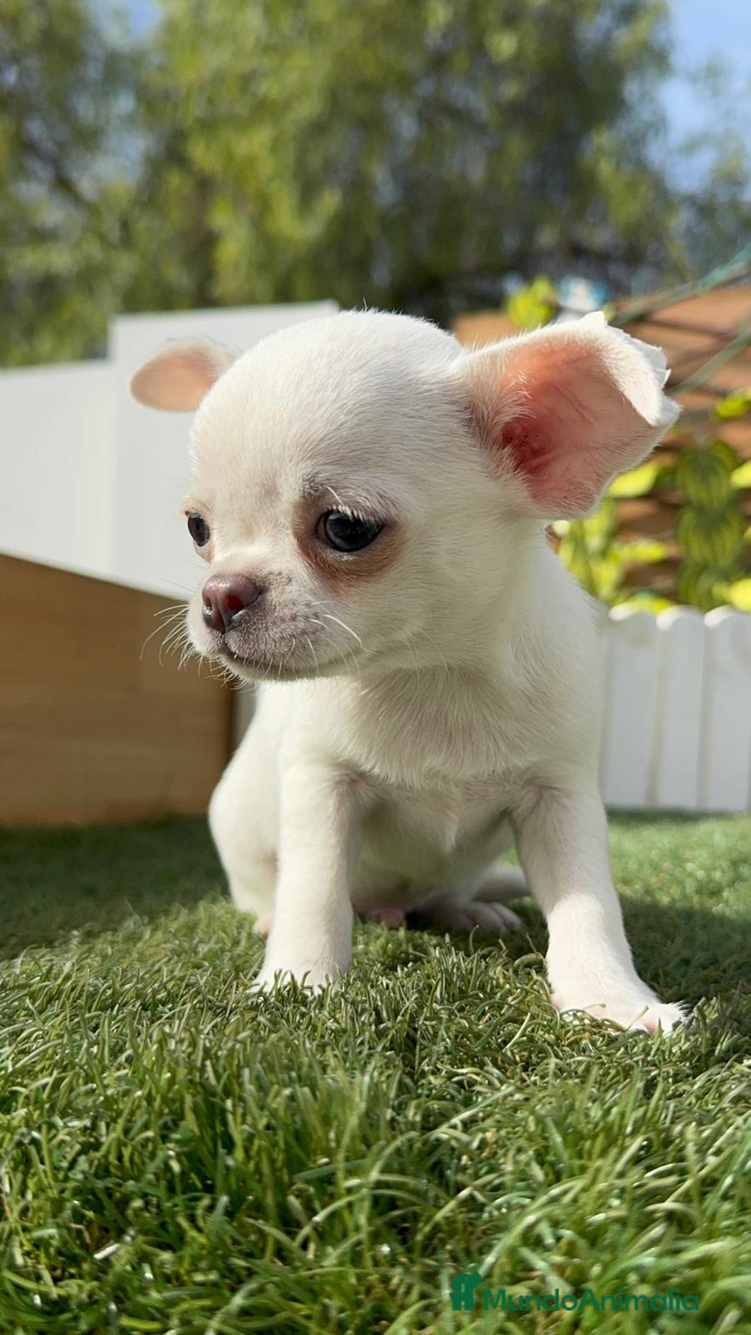 Chihuahua perros en venta: CHIHUAHUA MACHO - Imagen 13