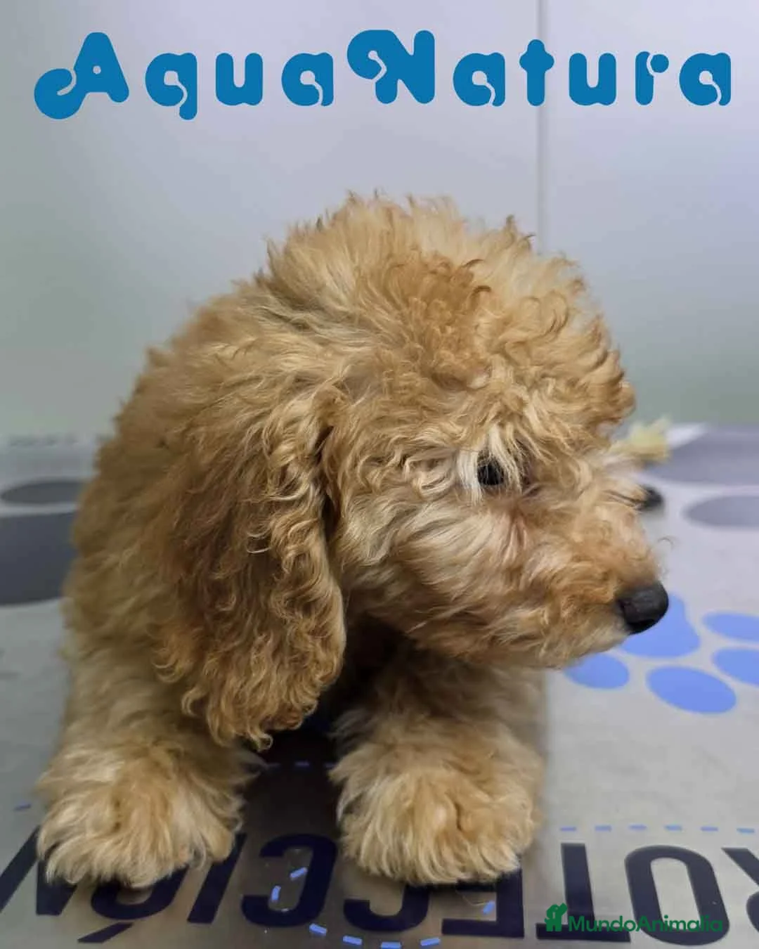 Caniche Enano perros en venta: Caniche Macho de Barbie y Can 4137 - Anuncio 6
