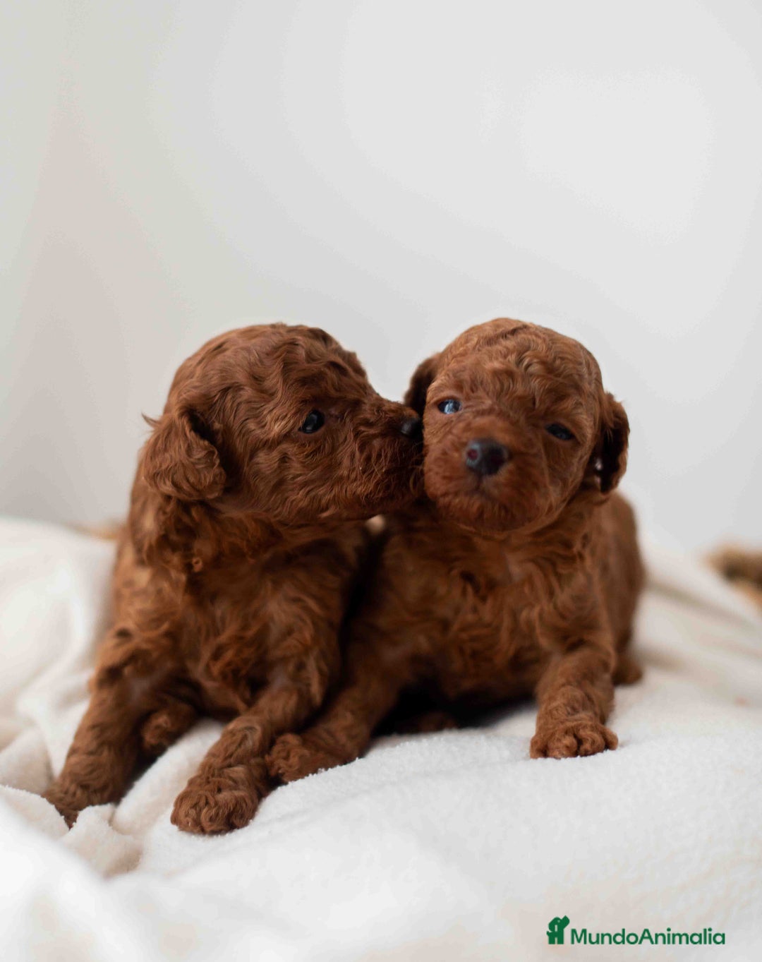 Caniche Toy perros en venta: Caniche toy rojo intenso - Anuncio 10