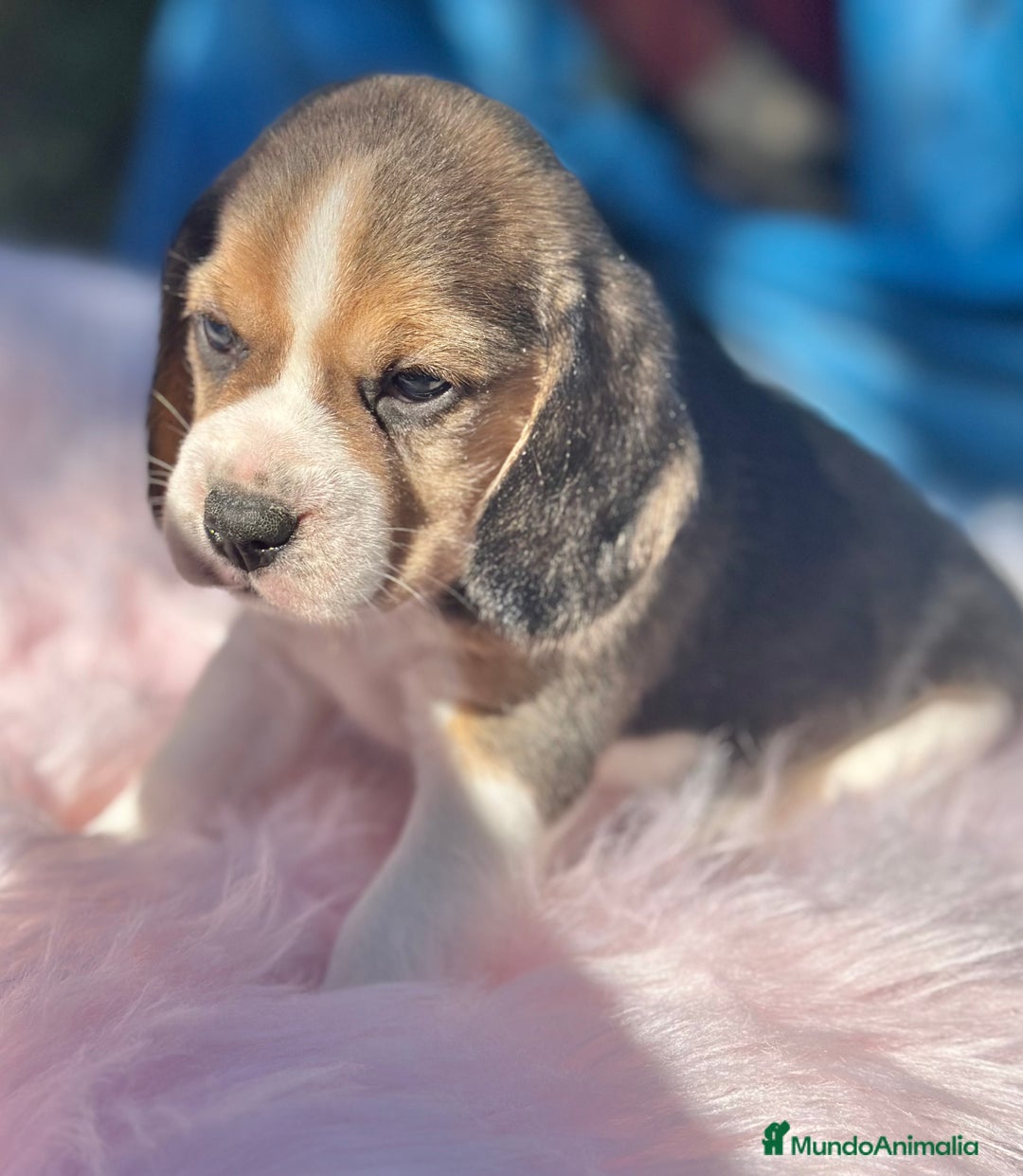 Beagle perros en venta: CAMADA DE BEAGLE DISPONIBLE PARA RESERVAR - Imagen 3