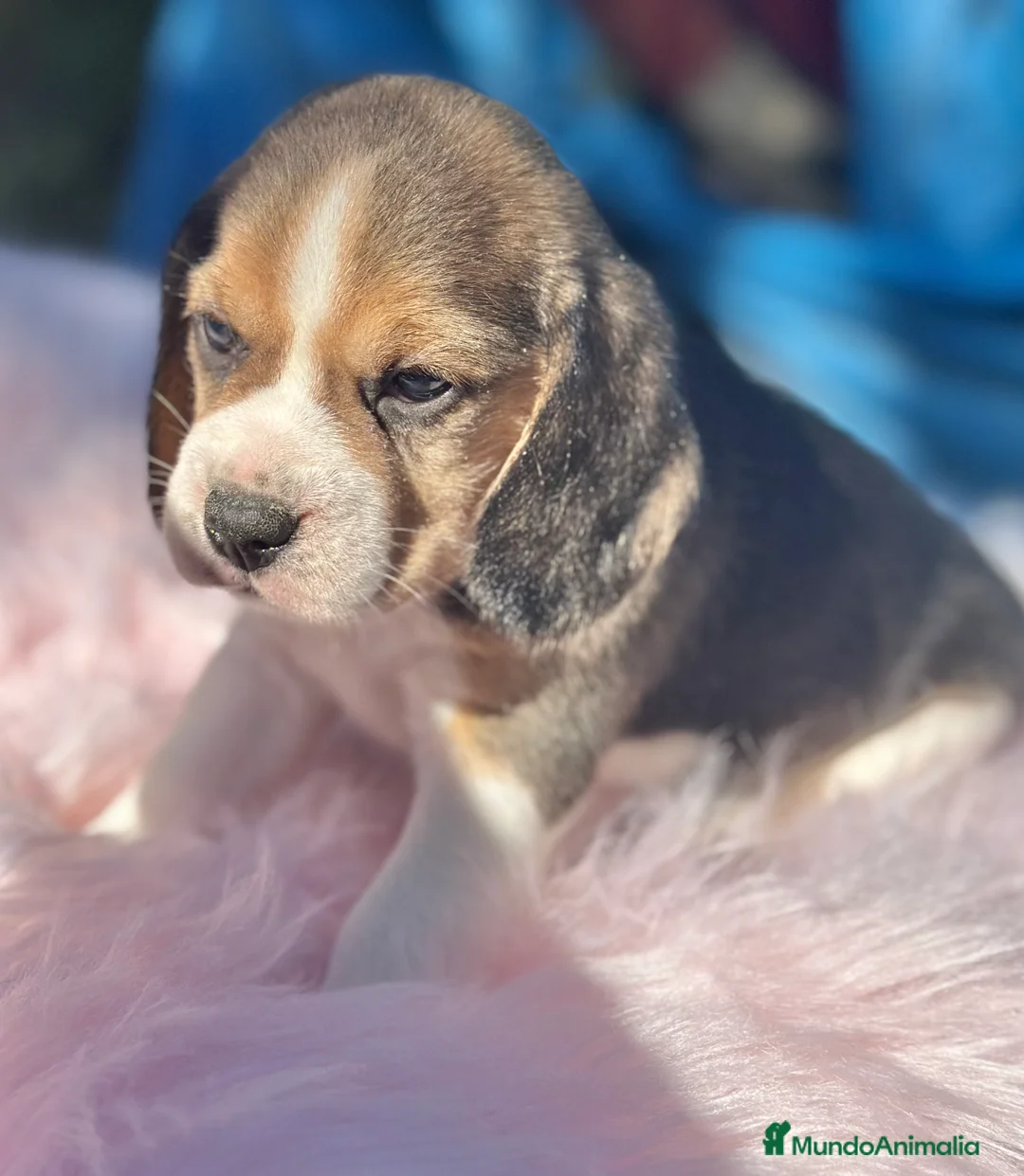 Beagle perros en venta: CAMADA DE BEAGLE DISPONIBLE PARA RESERVAR - Anuncio 3