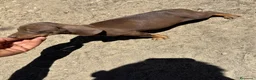 Teckel perros en venta: Teckel Kannichen de Calidad  - Anuncio 12