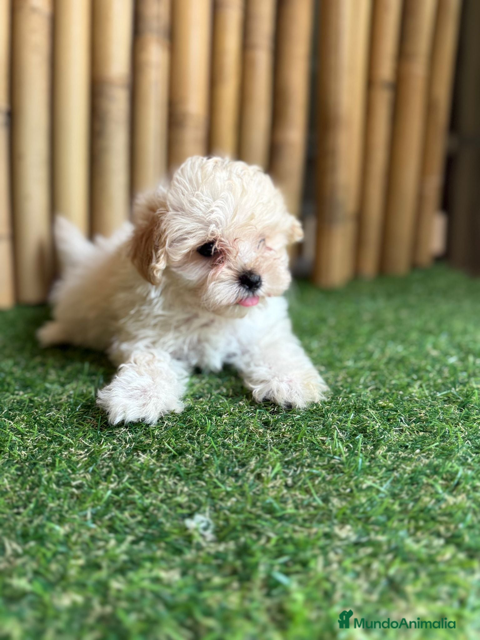 Maltipoo perros Maltipoo hembra  - Anuncio 2