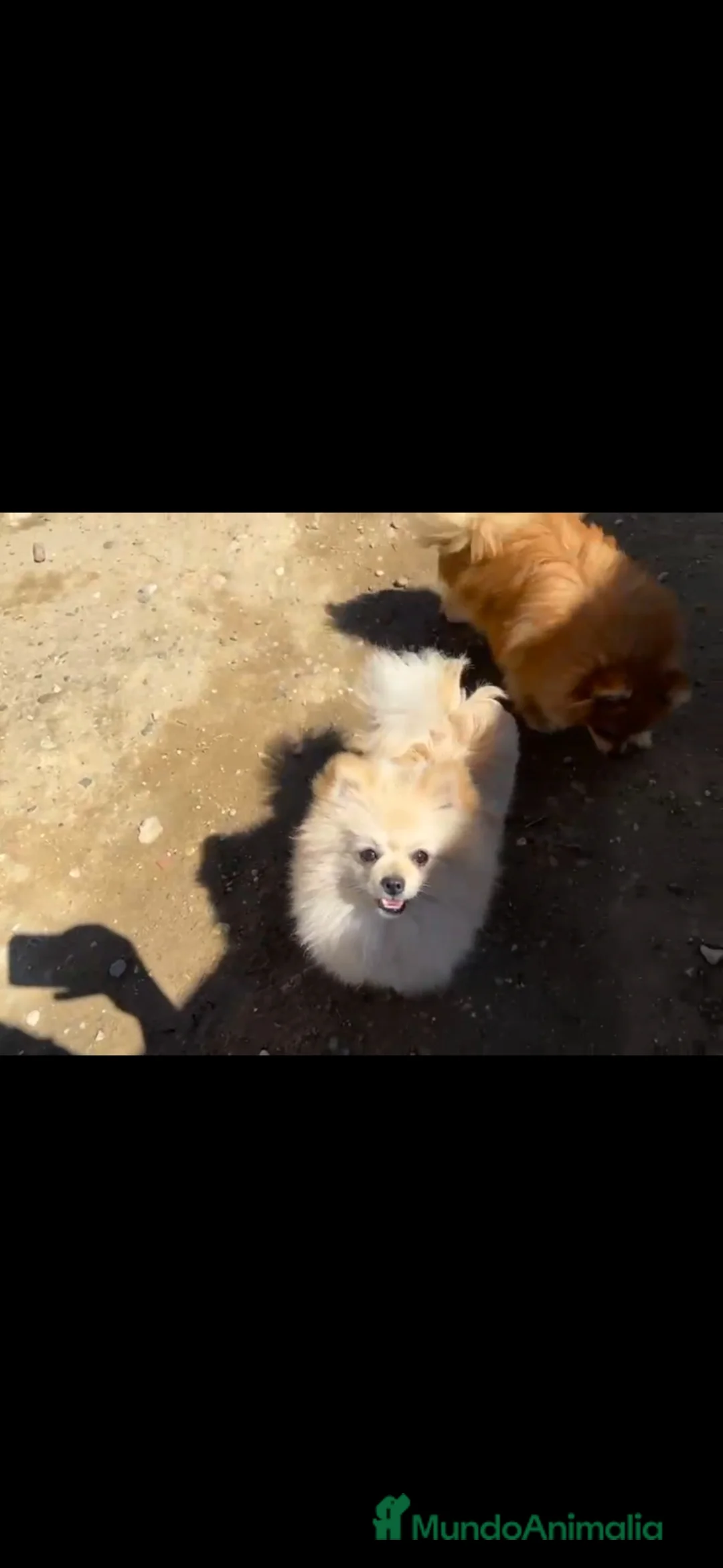 Pomerania perros en venta: Pomerania  - Anuncio 2