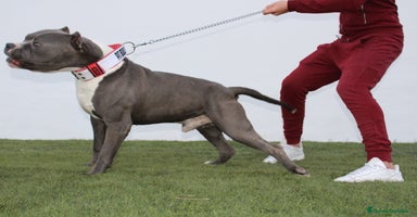 American Pit Bull Terrier perros - Anuncio 8