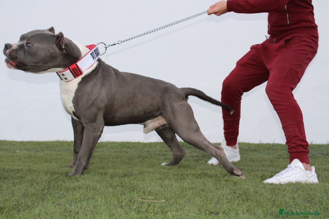 American Pit Bull Terrier perros en venta: American pitbull terrier de mucha calidad  - Imagen 3