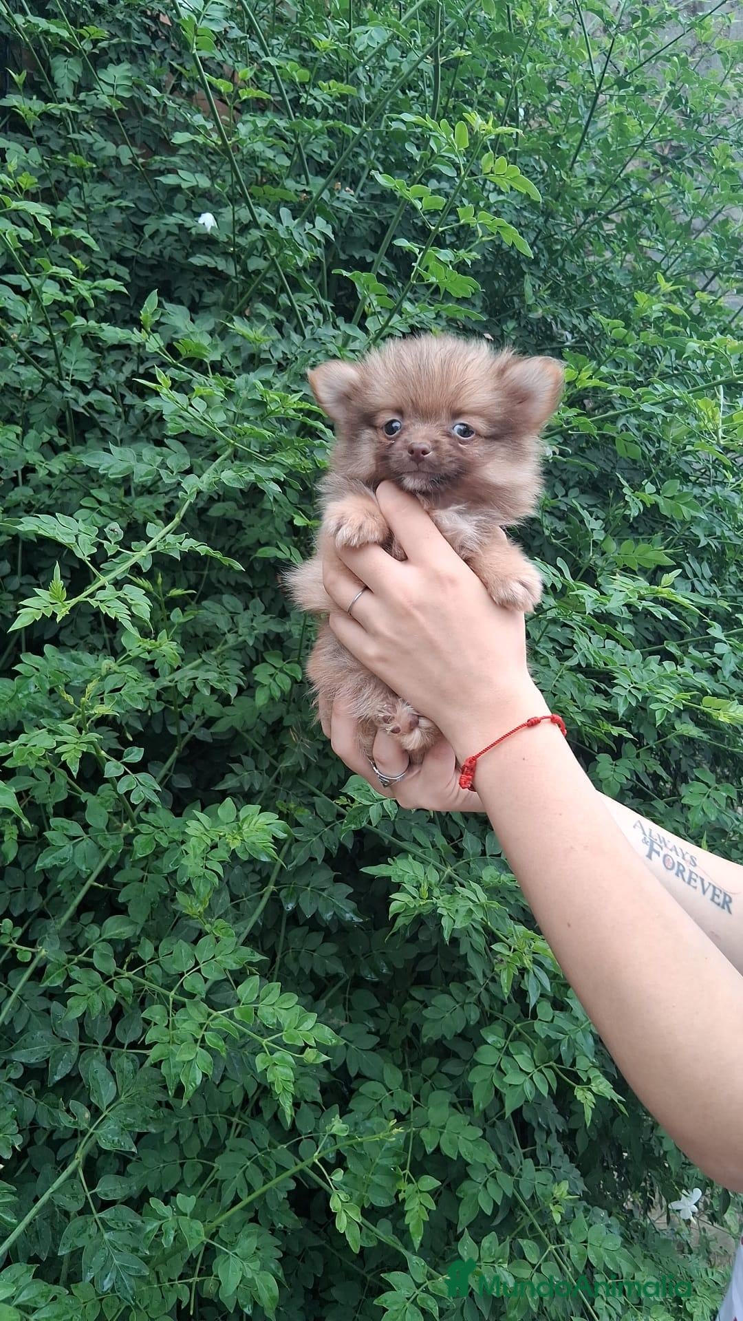 Pomchi perros Camada de pomchi  - Anuncio 1