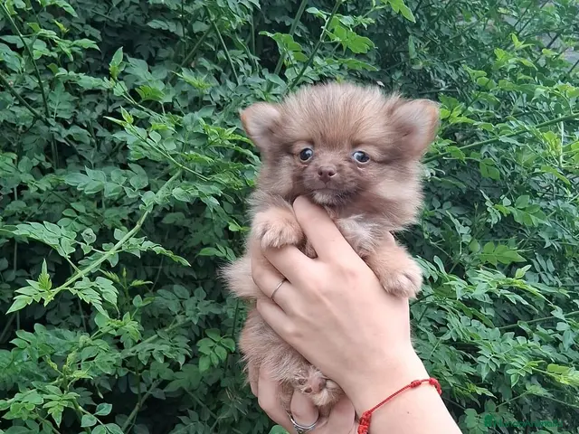 Pomchi perros Camada de pomchi - Anuncio 2