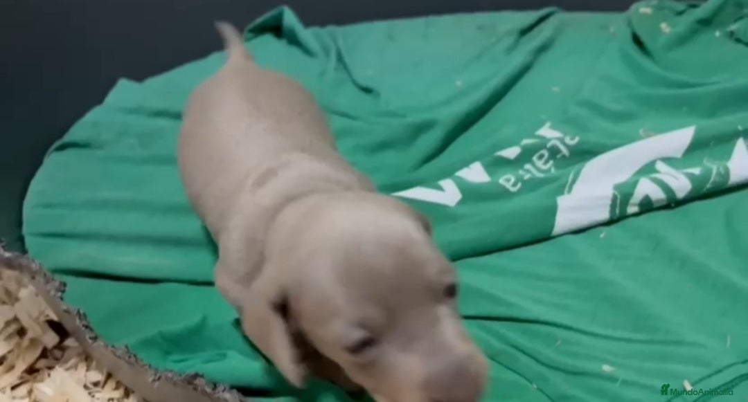 Teckel perros en venta: Teckel kanichen  - Anuncio 2