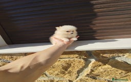 Pomerania perros en venta: Pomerania toy  - Imagen 4