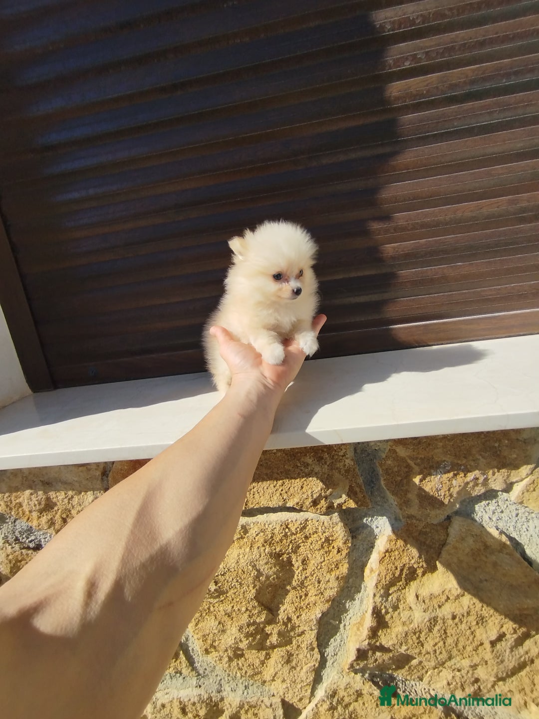 Pomerania perros en venta: Pomerania toy  - Imagen 4