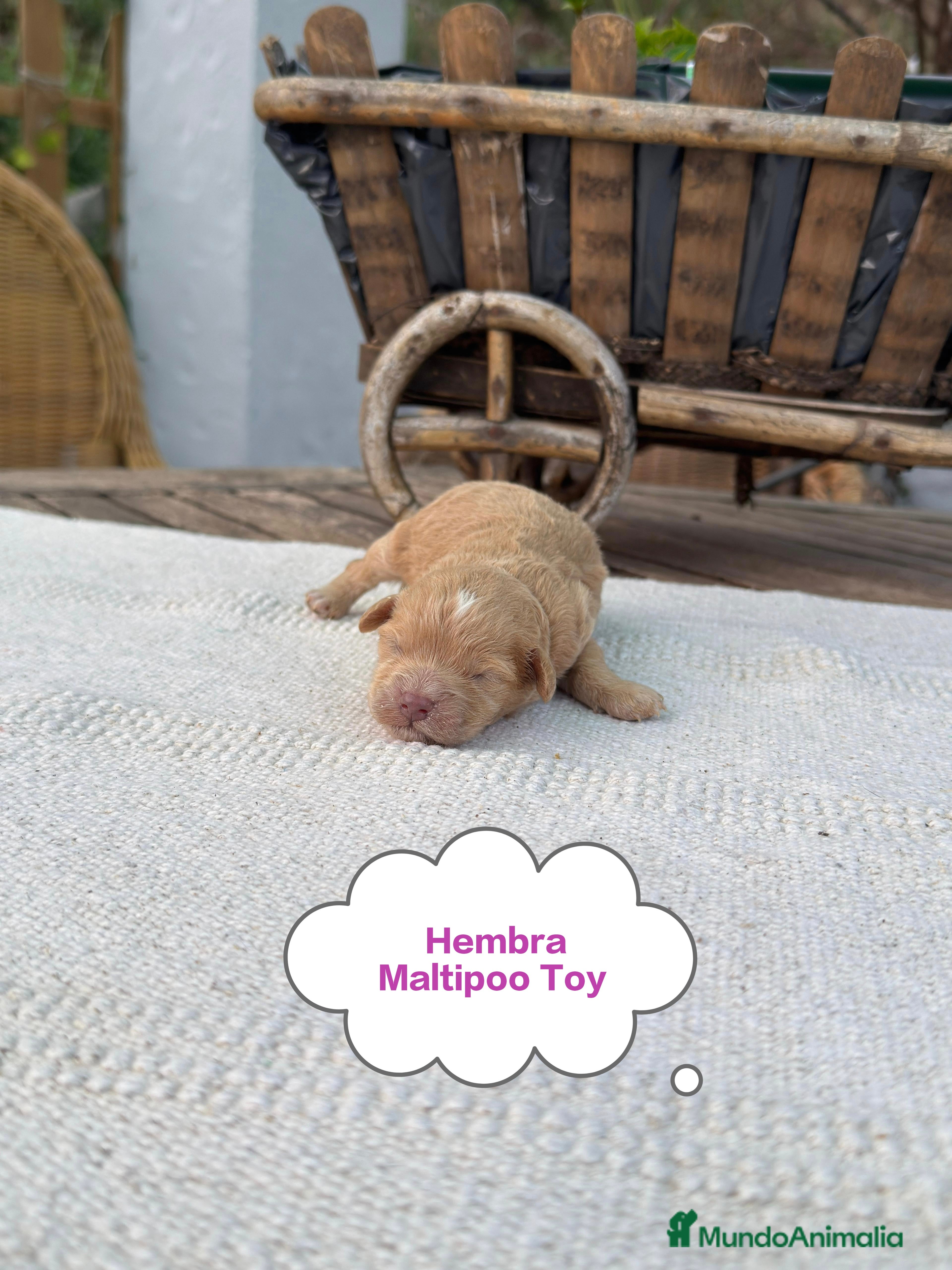 Maltipoo perros Maltipoo Toy Apricot y crema preciosos bebes  - Anuncio 1