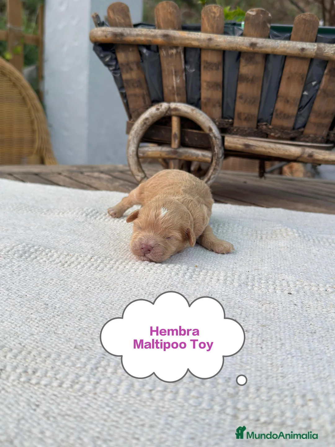 Maltipoo perros en venta: Maltipoo Toy Apricot y crema preciosos bebes  - Anuncio 1