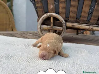 Maltipoo perros Maltipoo Toy Apricot y crema preciosos bebes - Anuncio 1