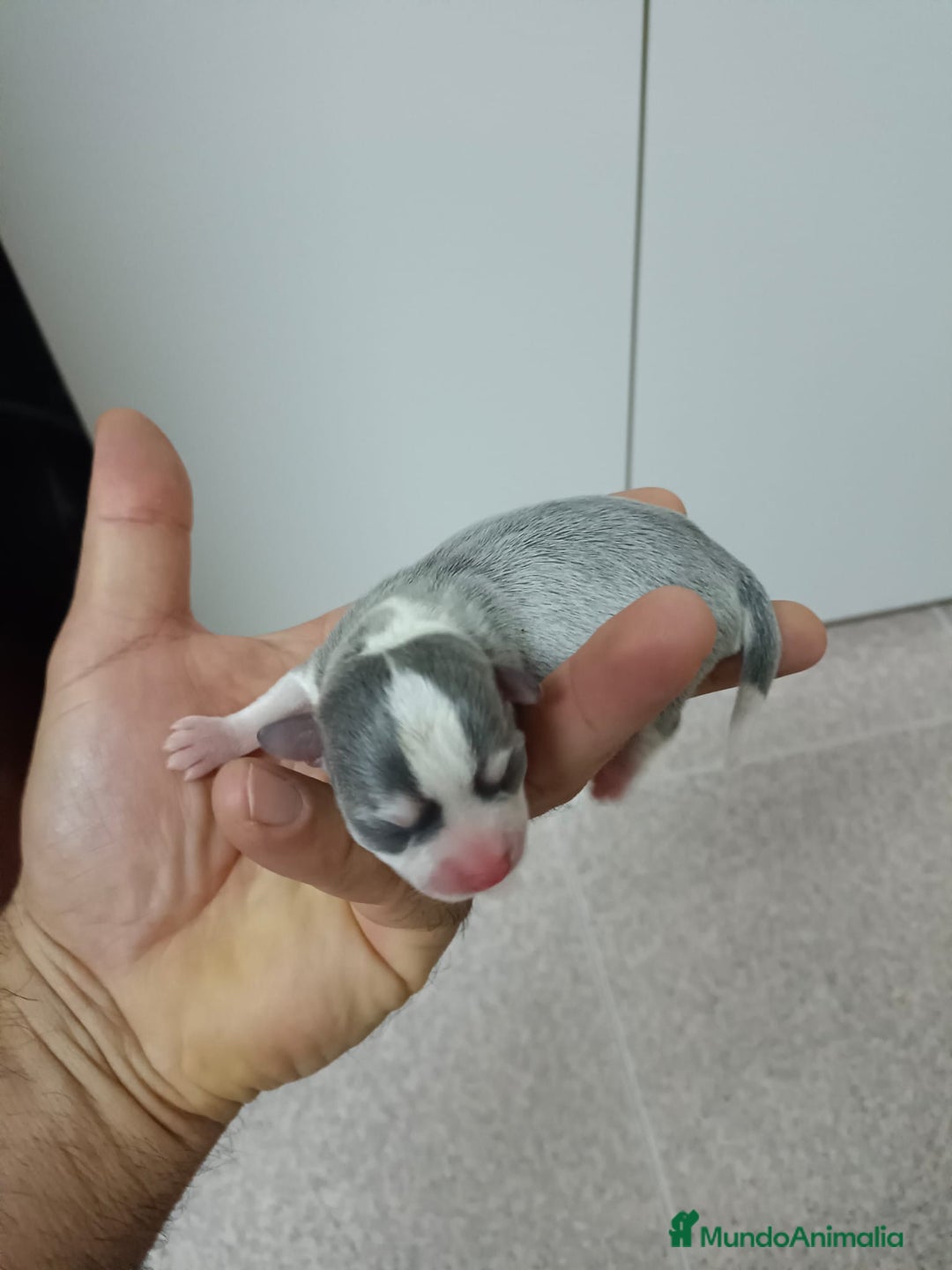 Chihuahua perros en venta: Chihuahua mini toy cabeza manzana  - Imagen 3