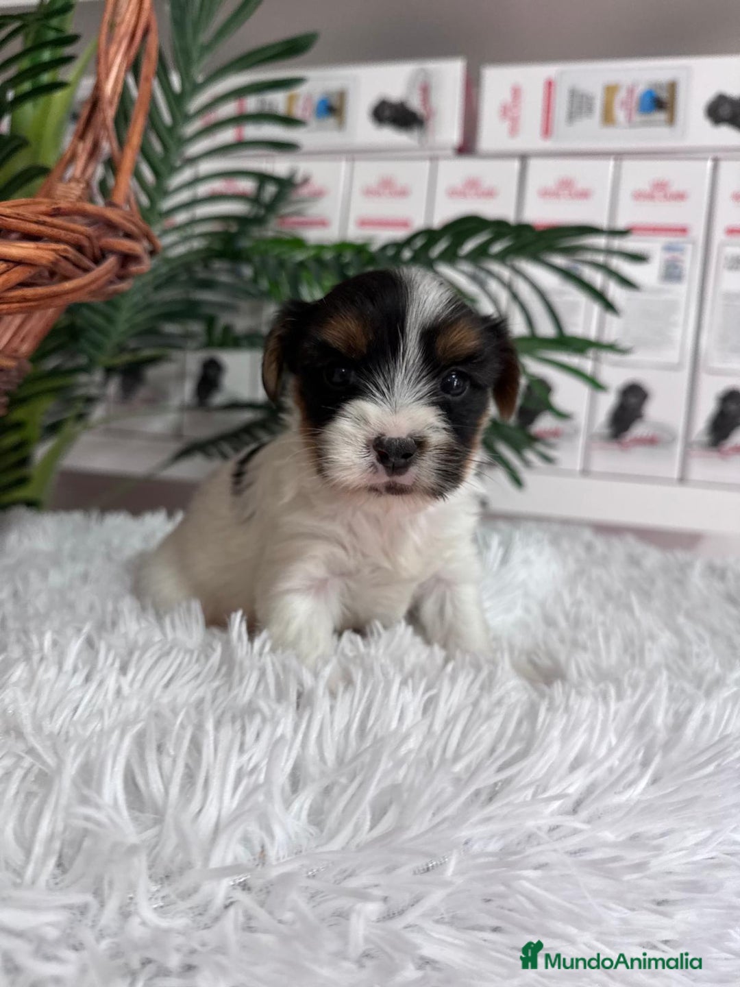 Yorkshire Terrier perros en venta: YORKSHIRE BIEWER - Anuncio 7