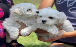 Bichón Maltés perros en venta: Cachorros de bichón maltes  - Imagen 2
