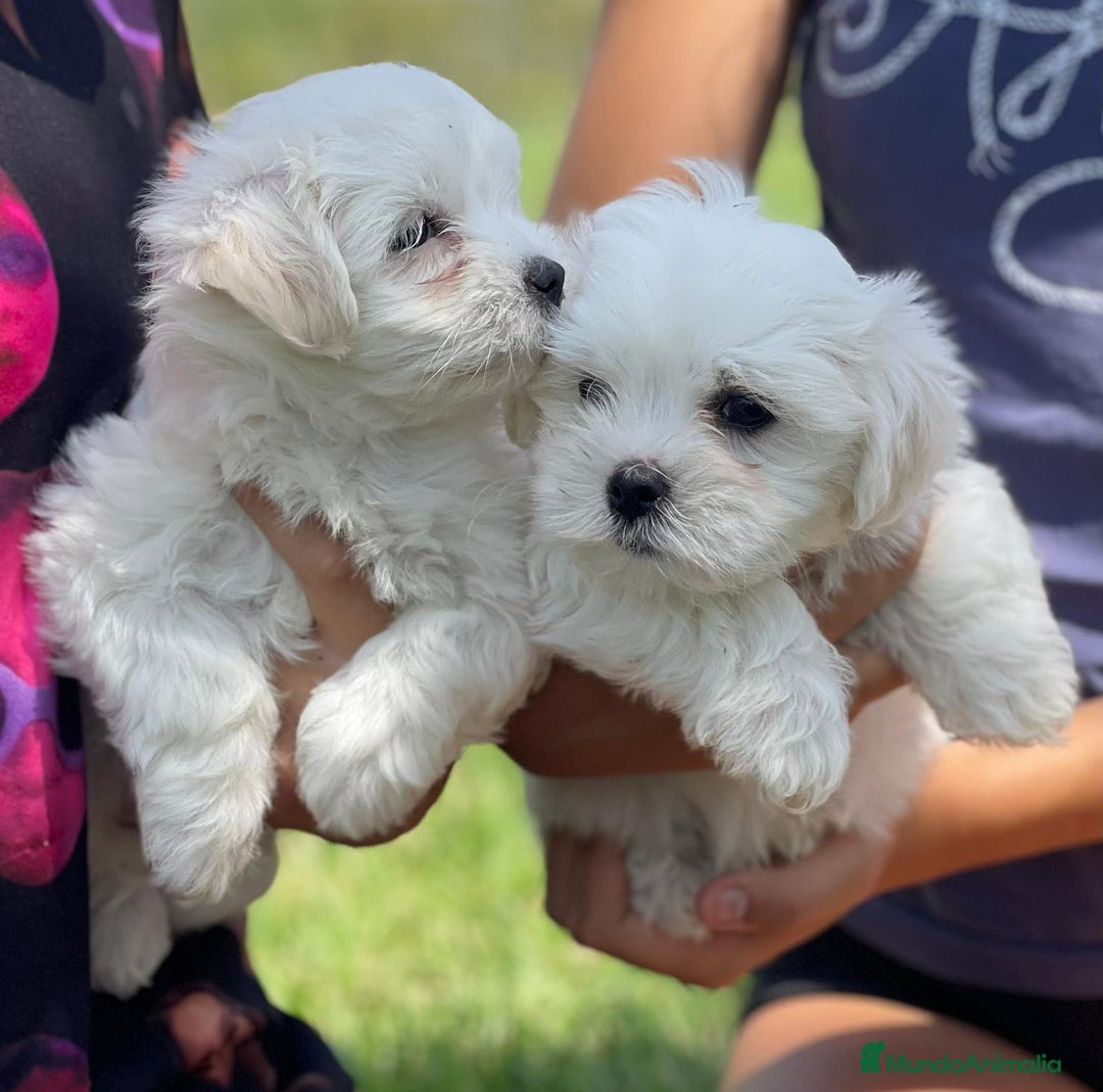 Bichón Maltés perros en venta: Cachorros de bichón maltes  - Imagen 2