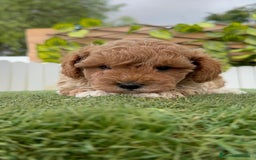Caniche Toy perros en venta: CANICHE TOY MACHO - Imagen 7