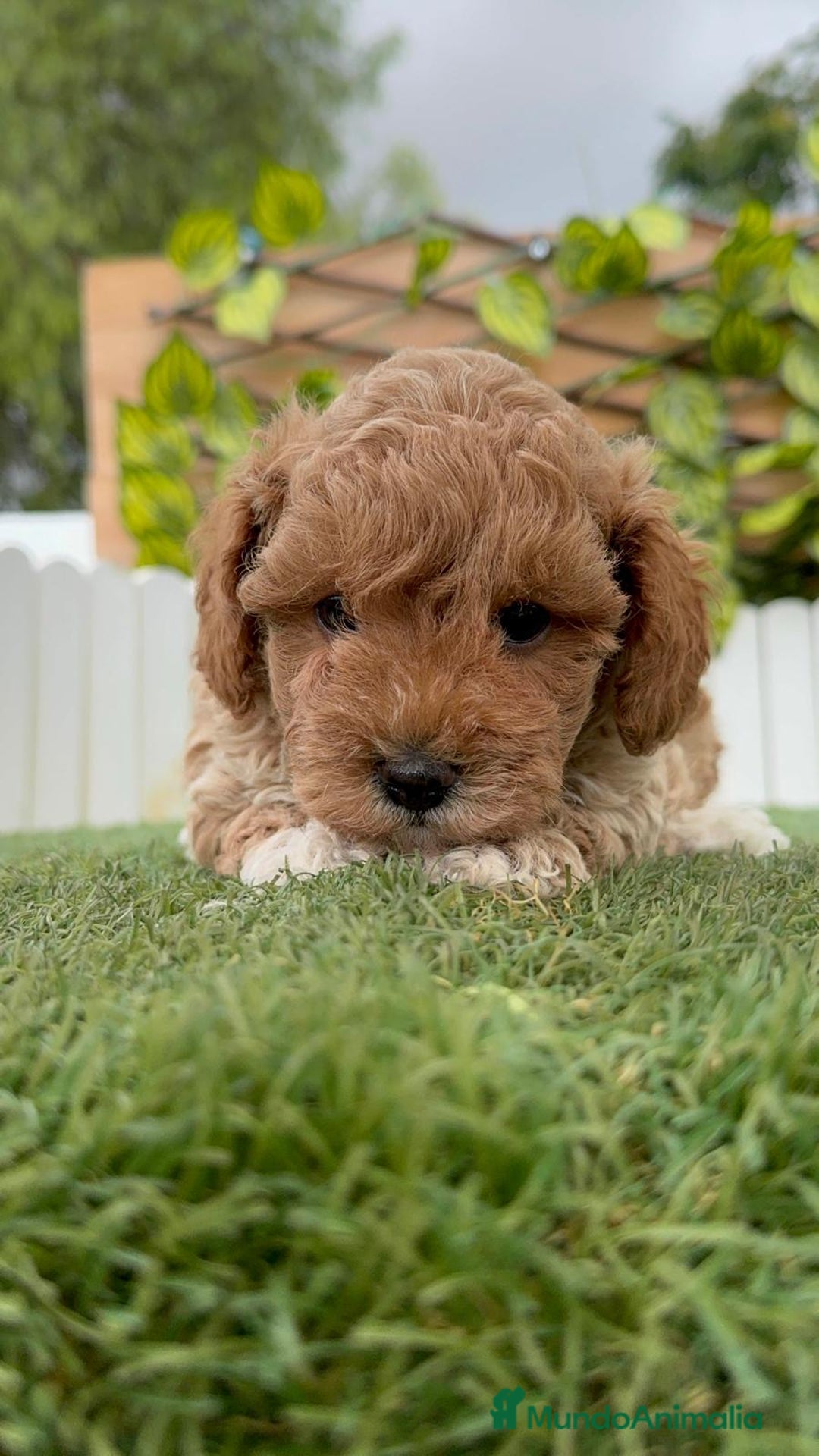 Caniche Toy perros en venta: CANICHE TOY MACHO - Imagen 7