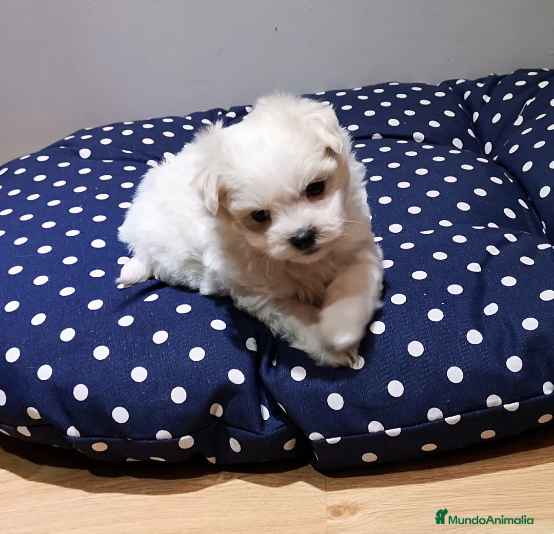 Bichón Maltés perros en venta: Bichón Maltés - Anuncio 2