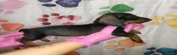 Teckel Miniatura perros en venta: Teckel  - Anuncio 3